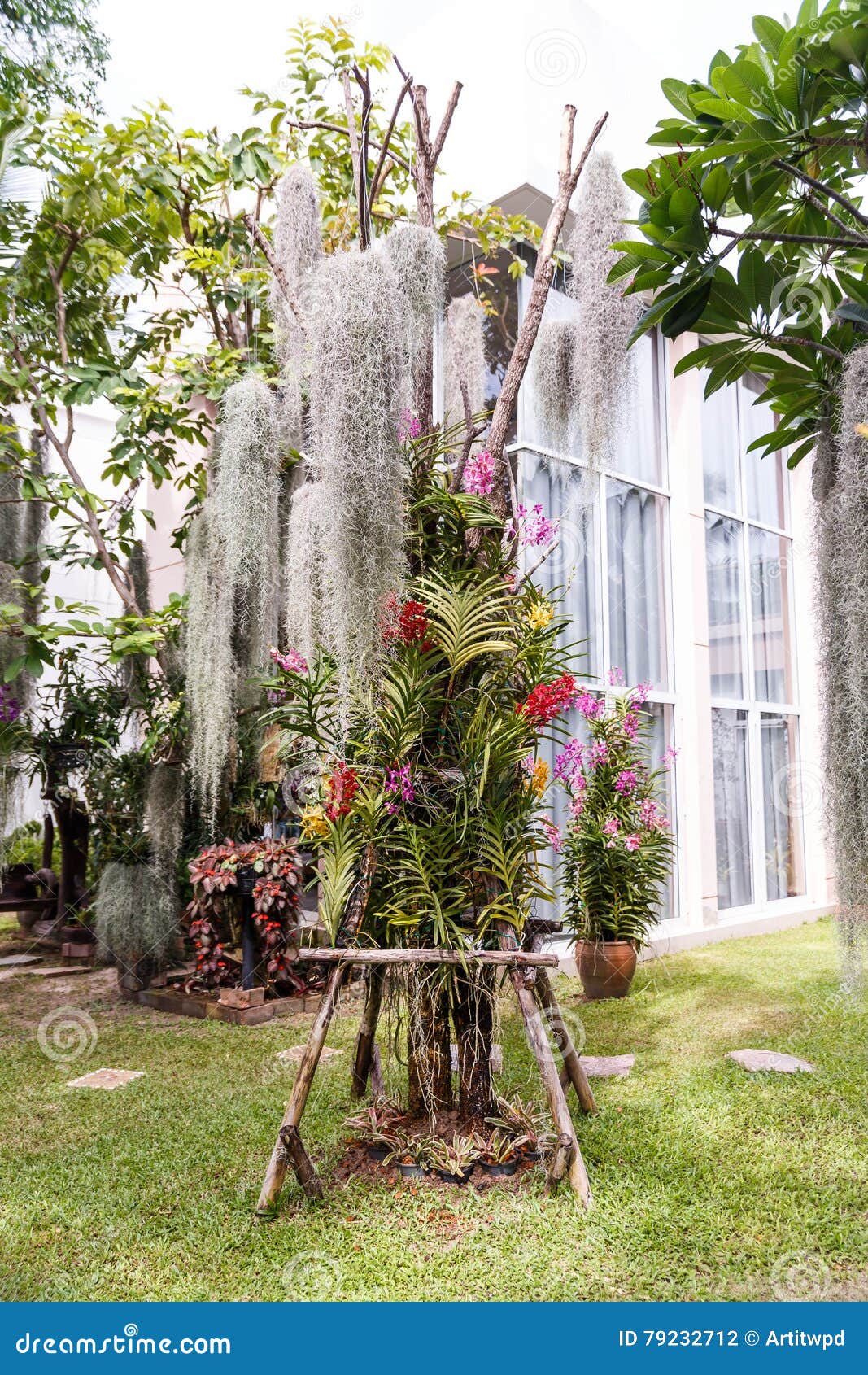 Orchids and Spanish Mosses Planted on the Ground Stock Photo Image of