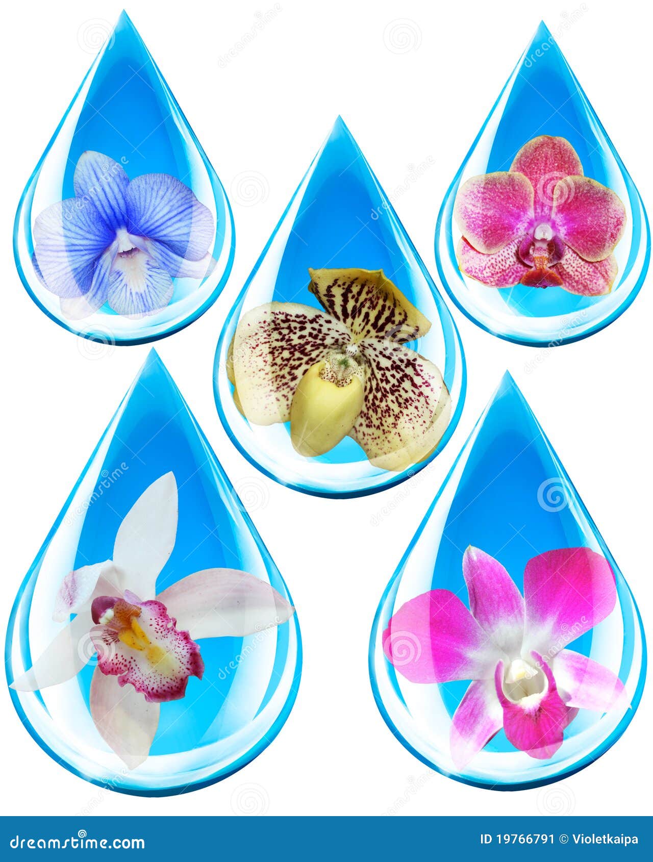 Orchids in water droplets stock image. Image of beads 19766791