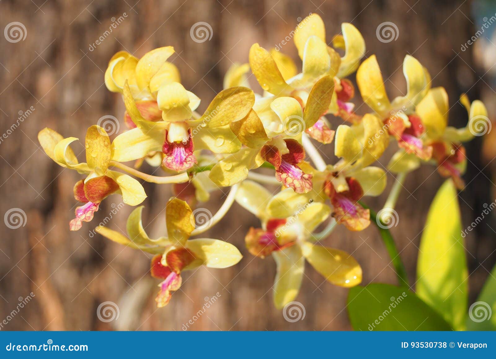 Orchids yellow color. stock photo. Image of botanical 93530738