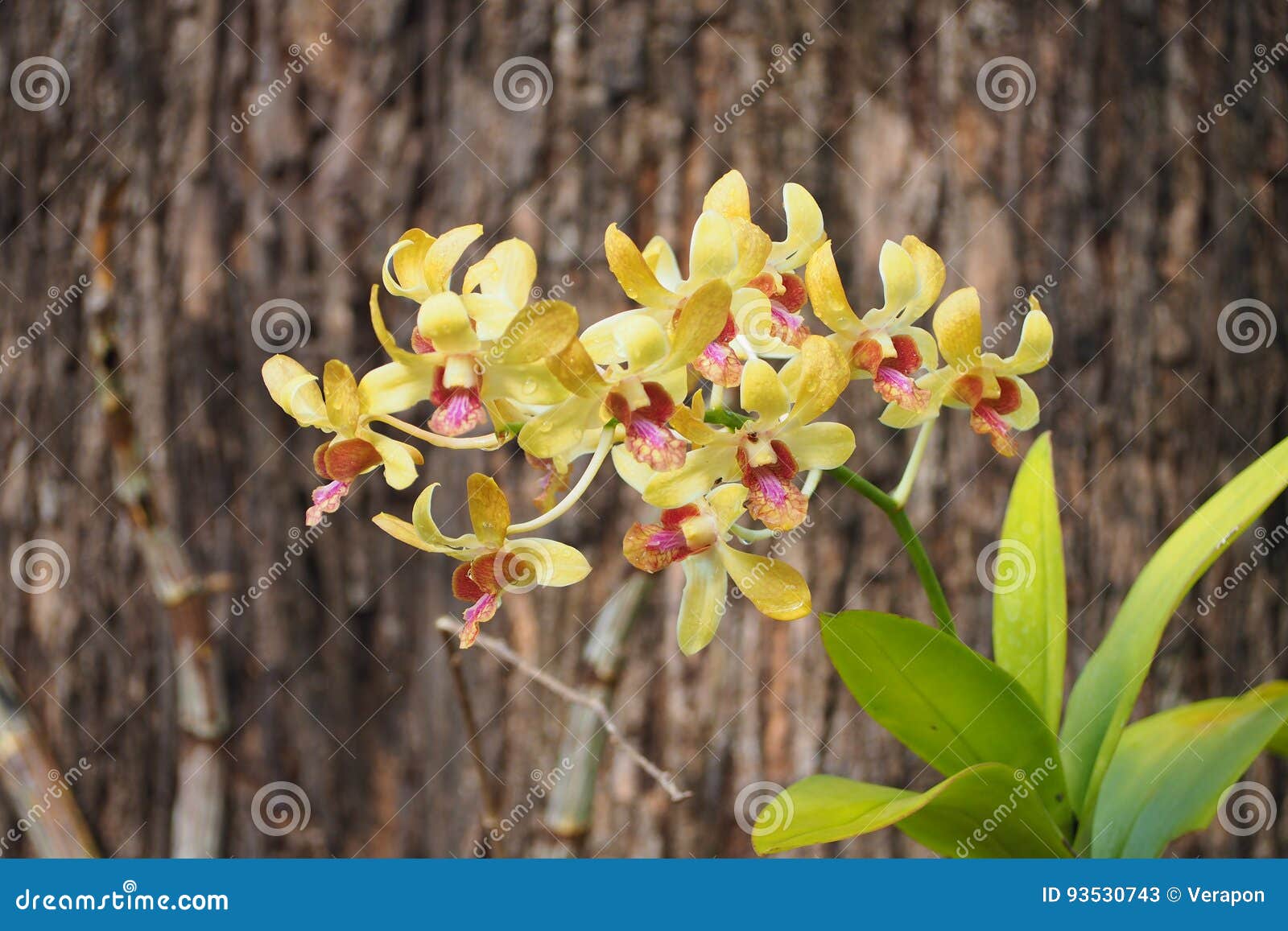 Orchids yellow color stock image. Image of orchids, exotic 93530743