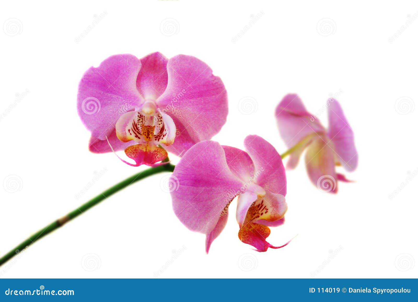 Orchidée rose image stock. Image du fleur, ressort, isolement 114019