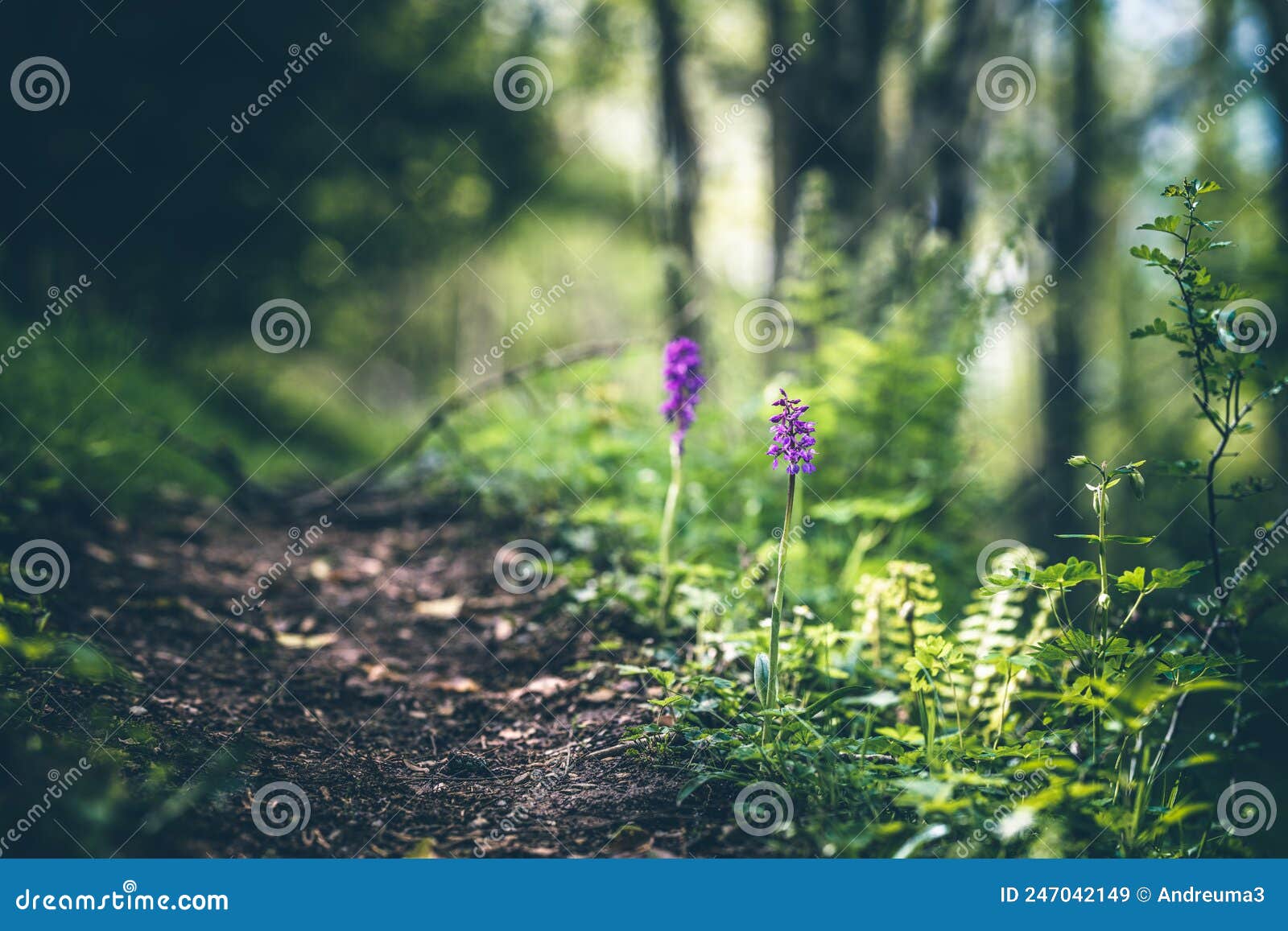 Orchis Flower on the Edge of a Forest Path Stock Image Image of wild