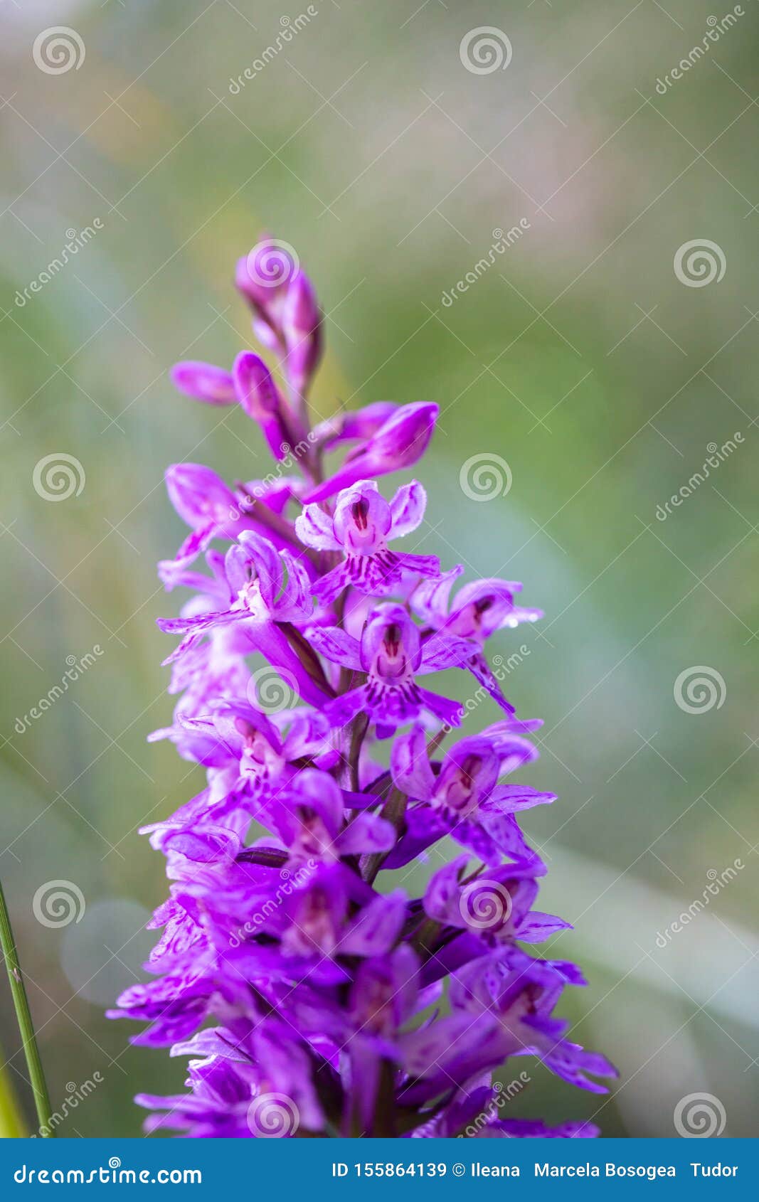 Orchis Purpurea, Wild Orchid in Nature Stock Image - Image of colorful ...