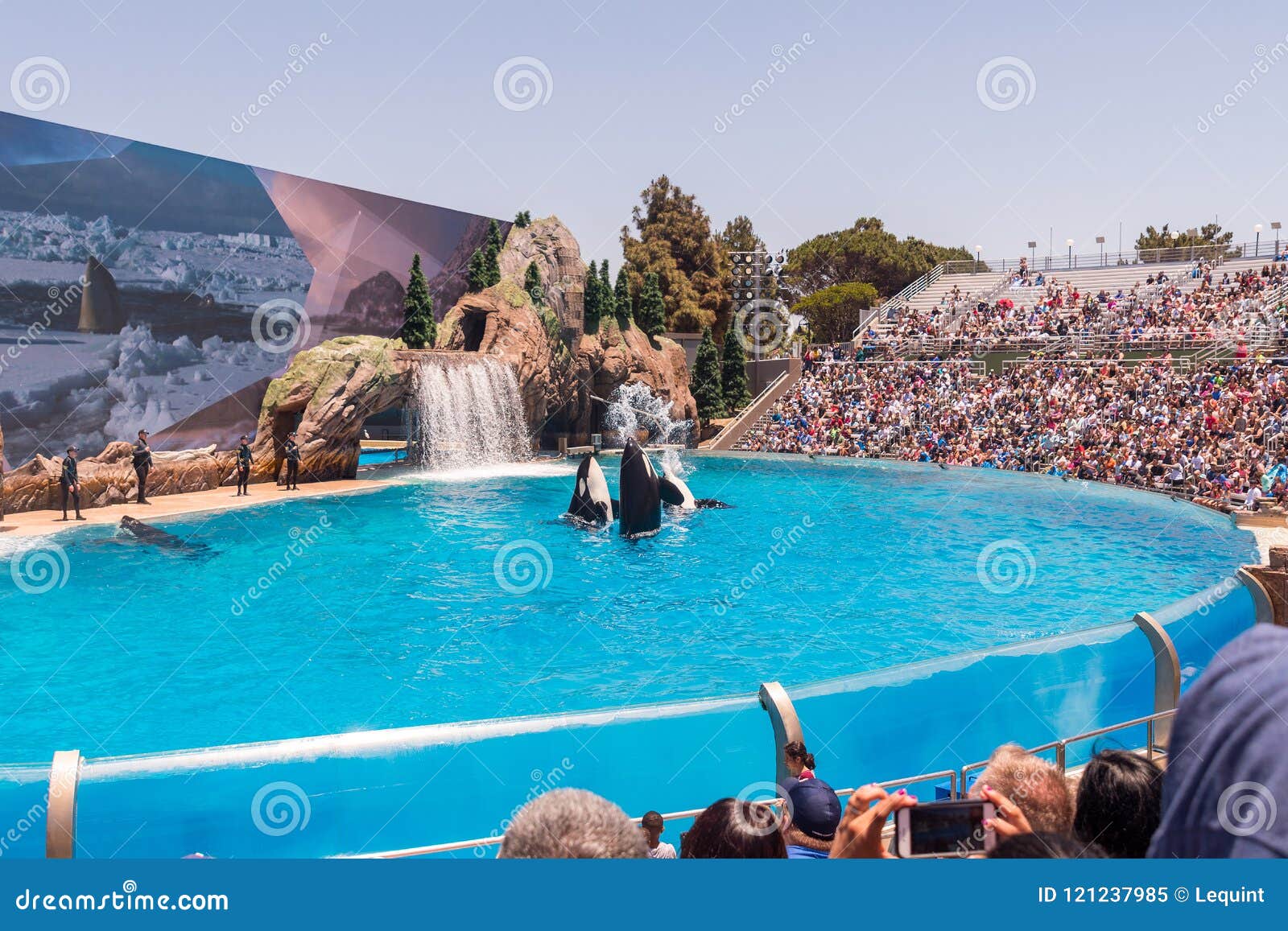 Orcinus Orca, Killer Whale Breaches the Water at Aquarium in San Diego ...