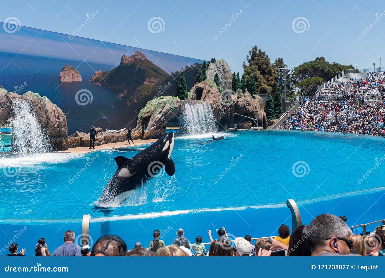Orcinus Orca, Killer Whale Breaches the Water at Aquarium in San Diego ...