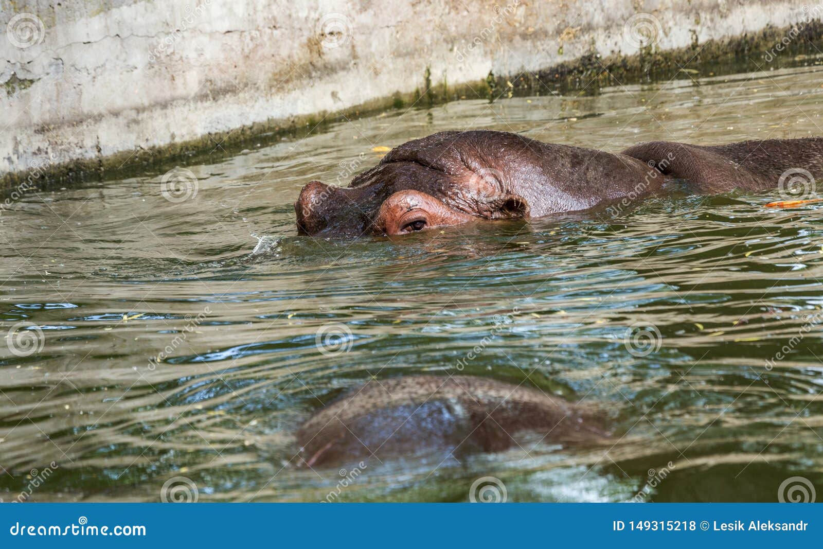 ordinary hippopotamus in the water of the pool of the zoo aviary. the african herbivore aquatic mammals hippopotamus spends most
