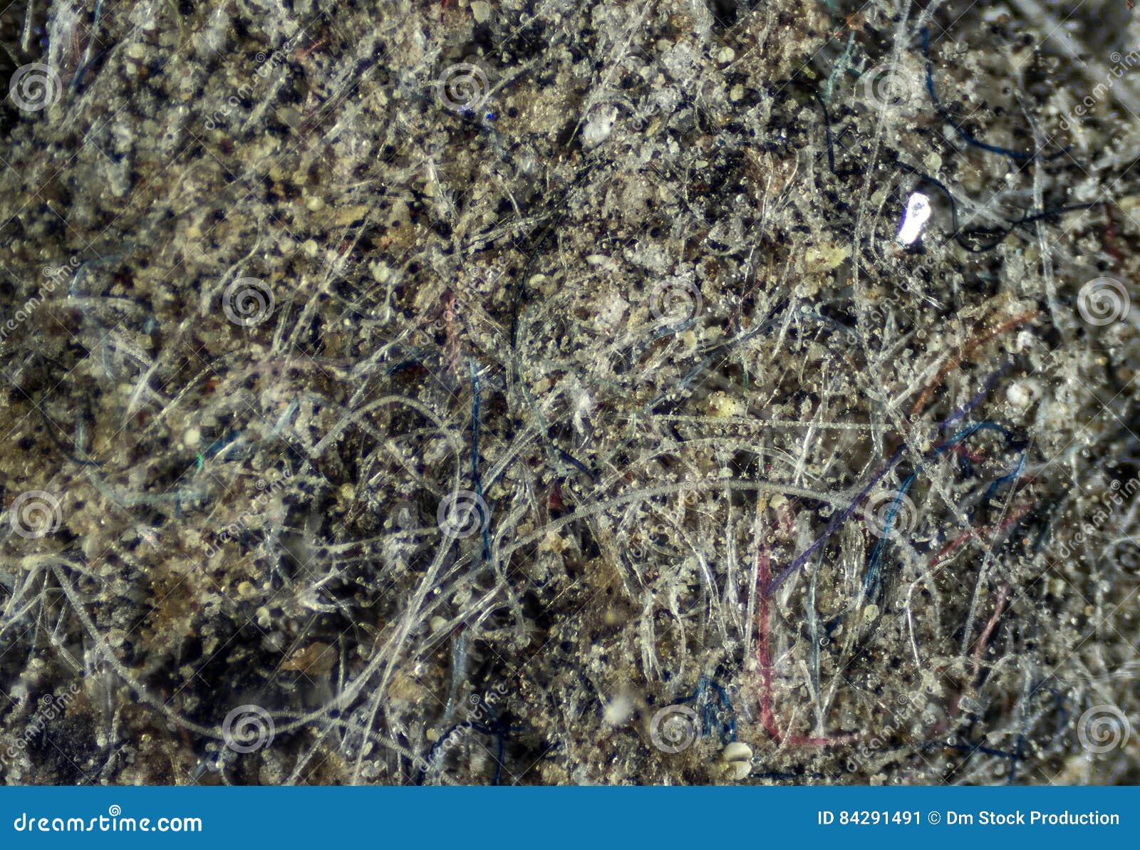 Ordinary House Dust Under the Microscope. Stock Image Image of streptococcus, hair 84291491