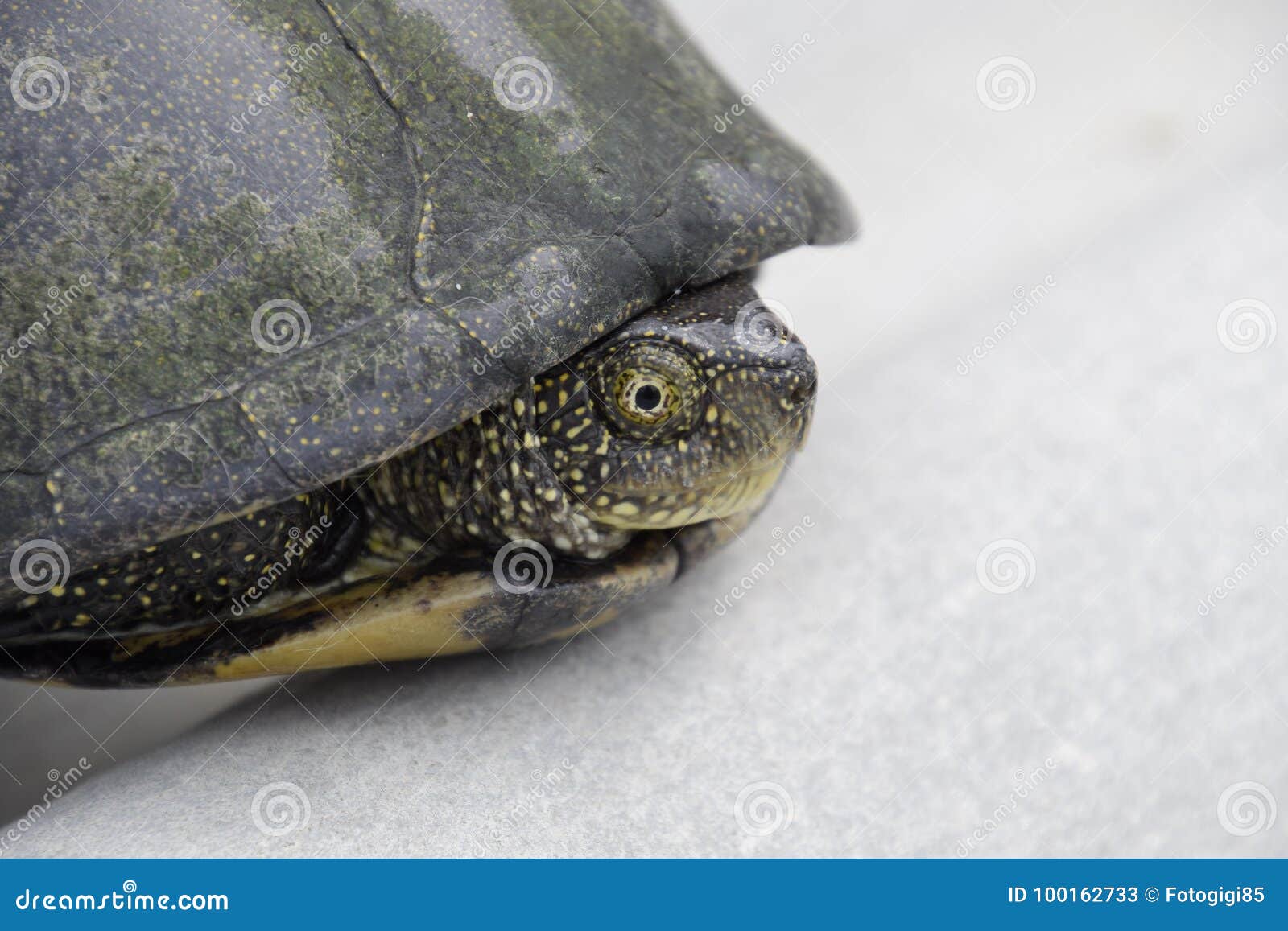 ordinary river tortoise of temperate latitudes. the tortoise is an ancient reptile.