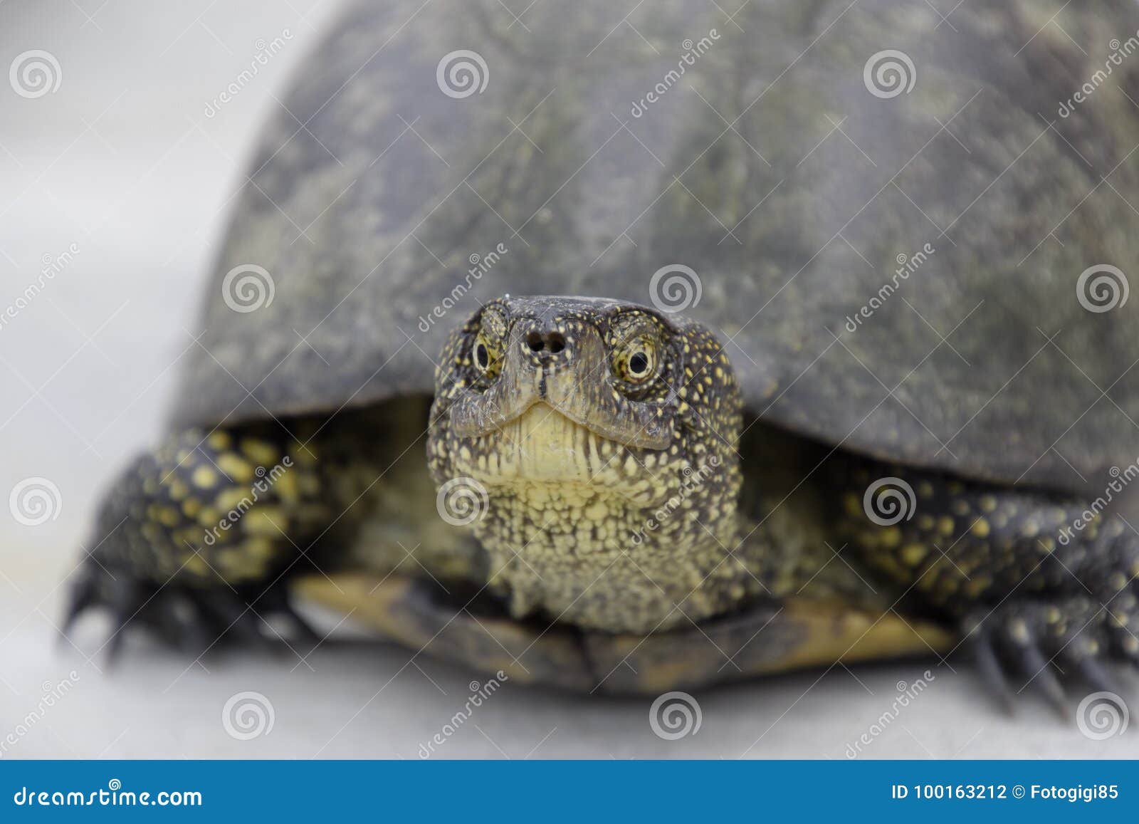 ordinary river tortoise of temperate latitudes. the tortoise is an ancient reptile.