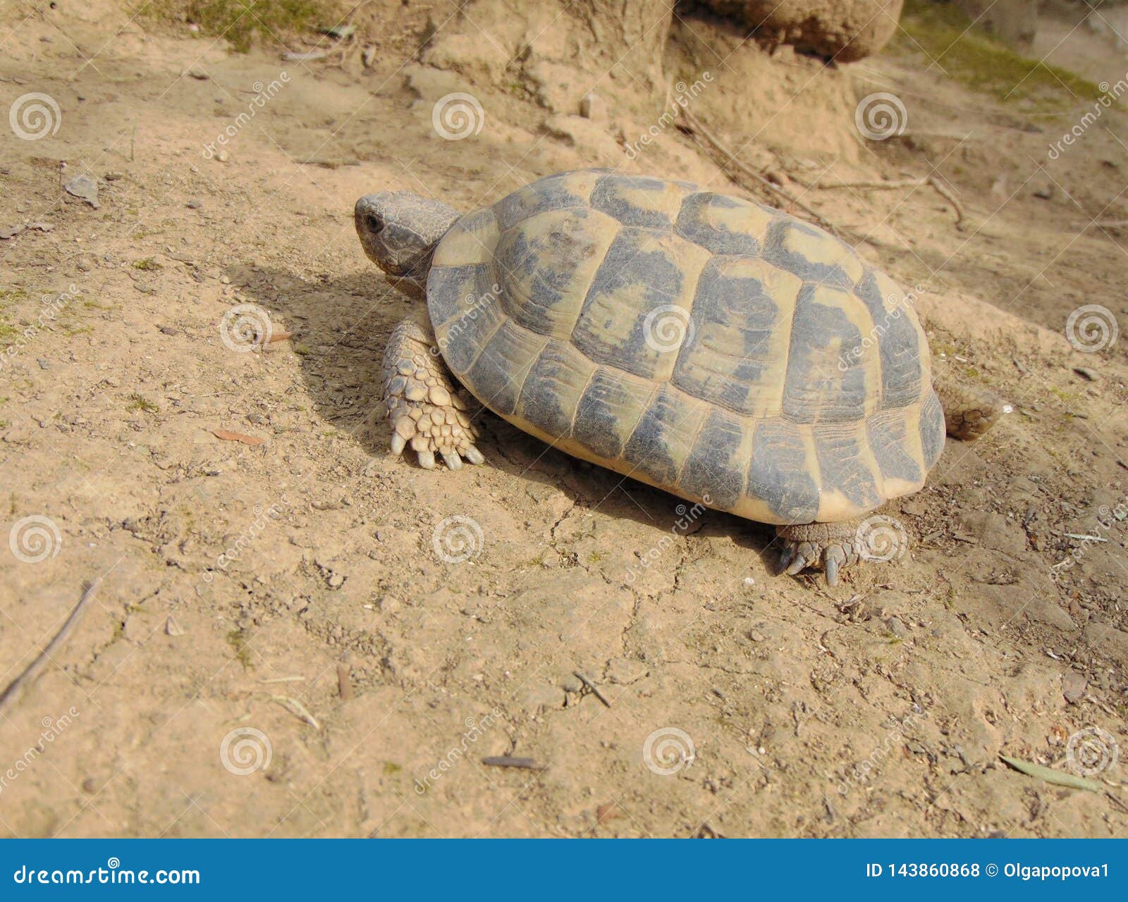 mediterranean spur thighed tortoise