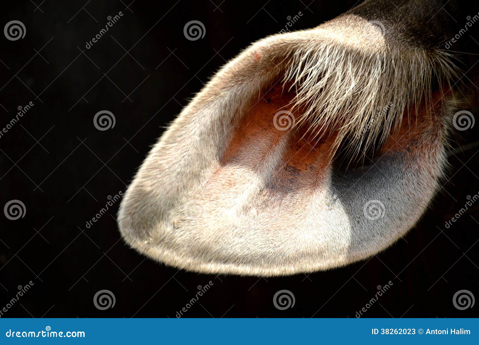 Kerbl Orecchie Di Mucca Tinte - Confezione Da 10, Snack Per Cani A Basso Grasso - Foto 12