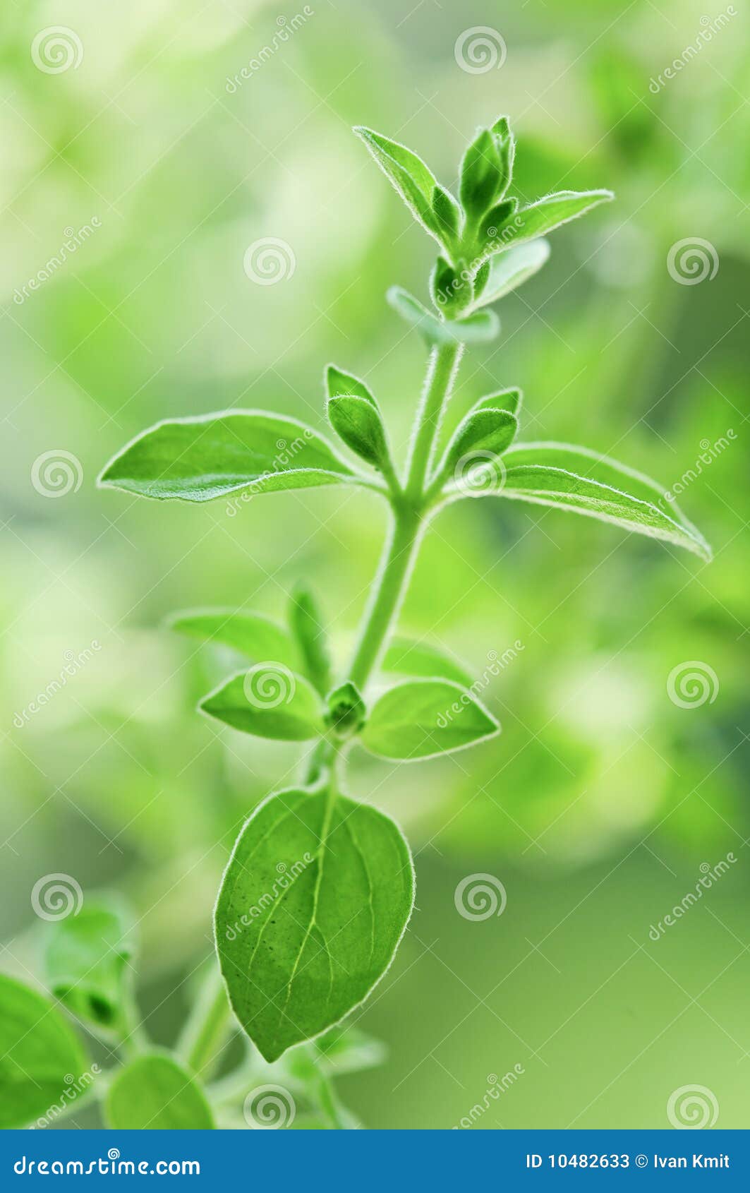 Oregano stock image. Image of closeup, freshness, oregano 10482633