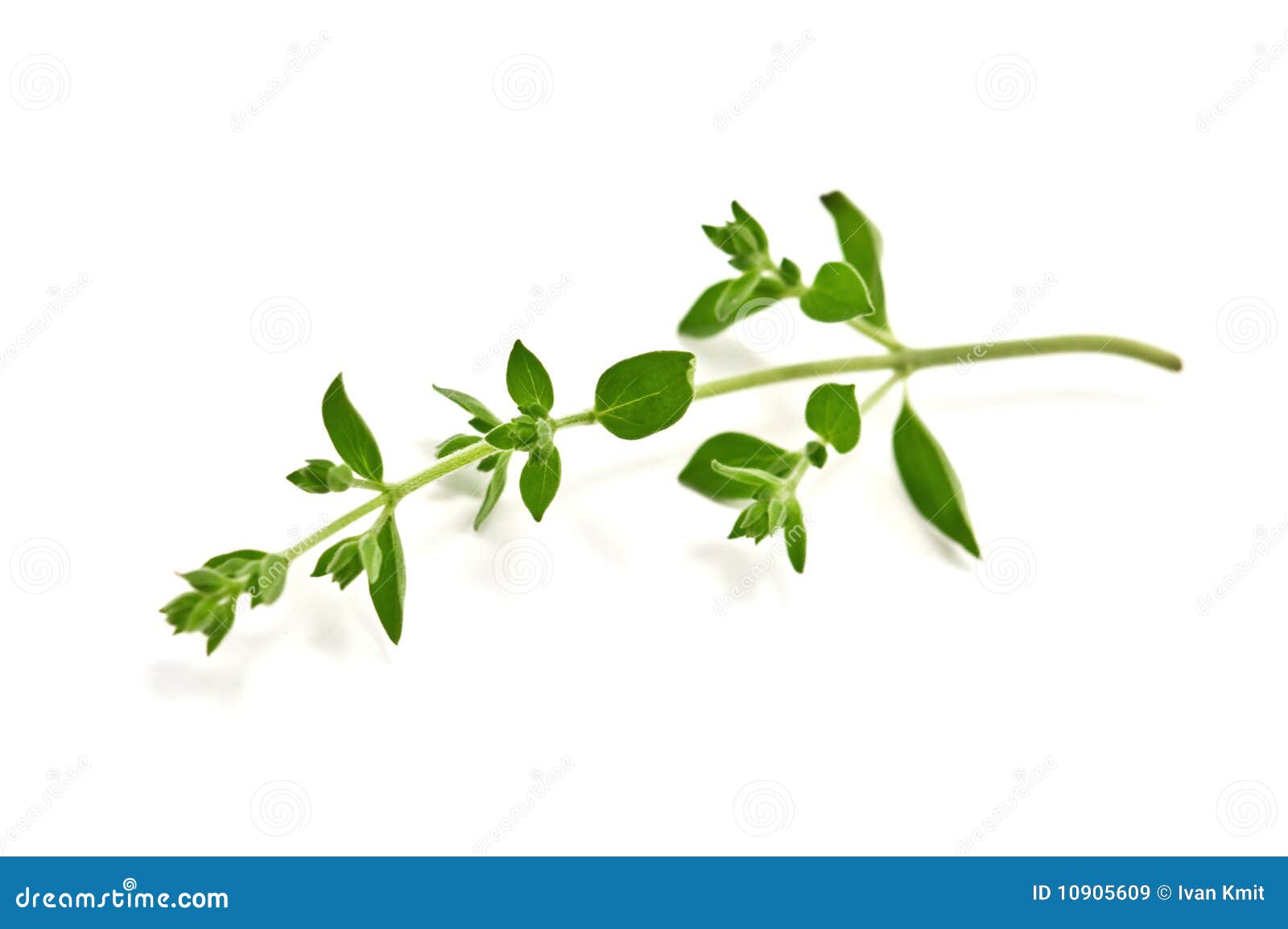 Oregano stock image. Image of twig, plant, isolated, italy 10905609