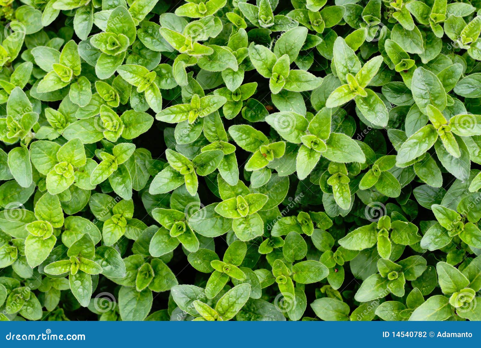 Oregano stock photo. Image of food, bouquet, green, natural 14540782