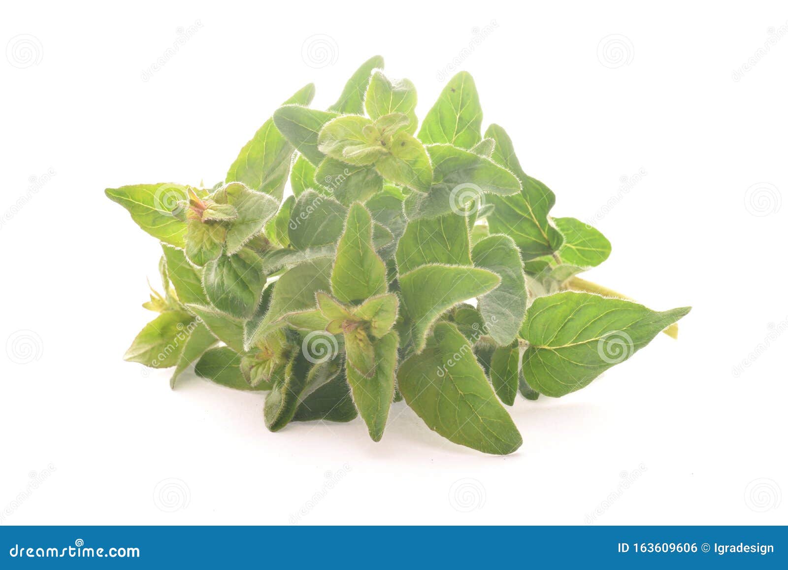 Oregano Green Leaves Isolated on White Stock Photo Image of organic