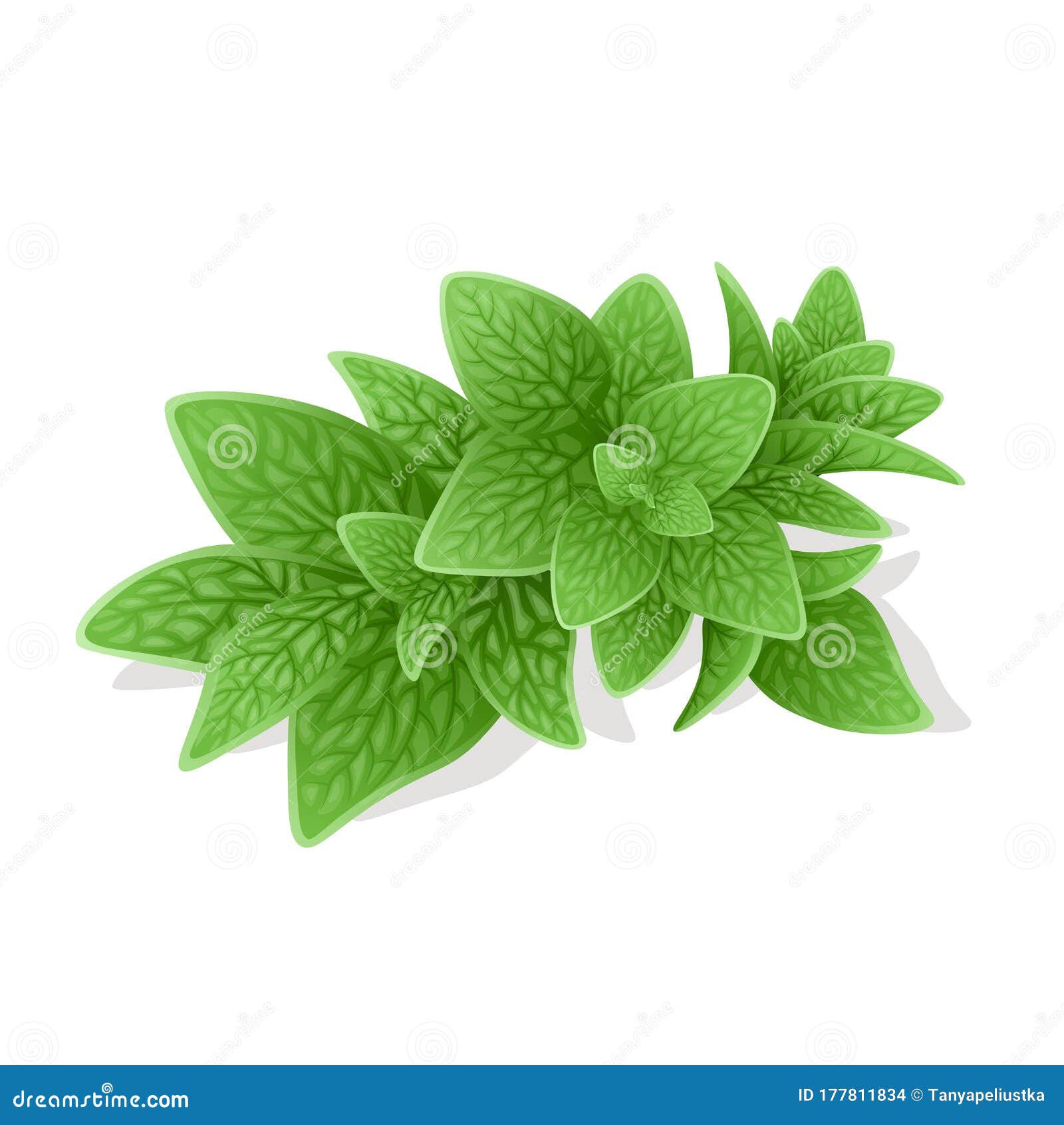 Oregano Cartoons, Illustrations & Vector Stock Images 3159 Pictures