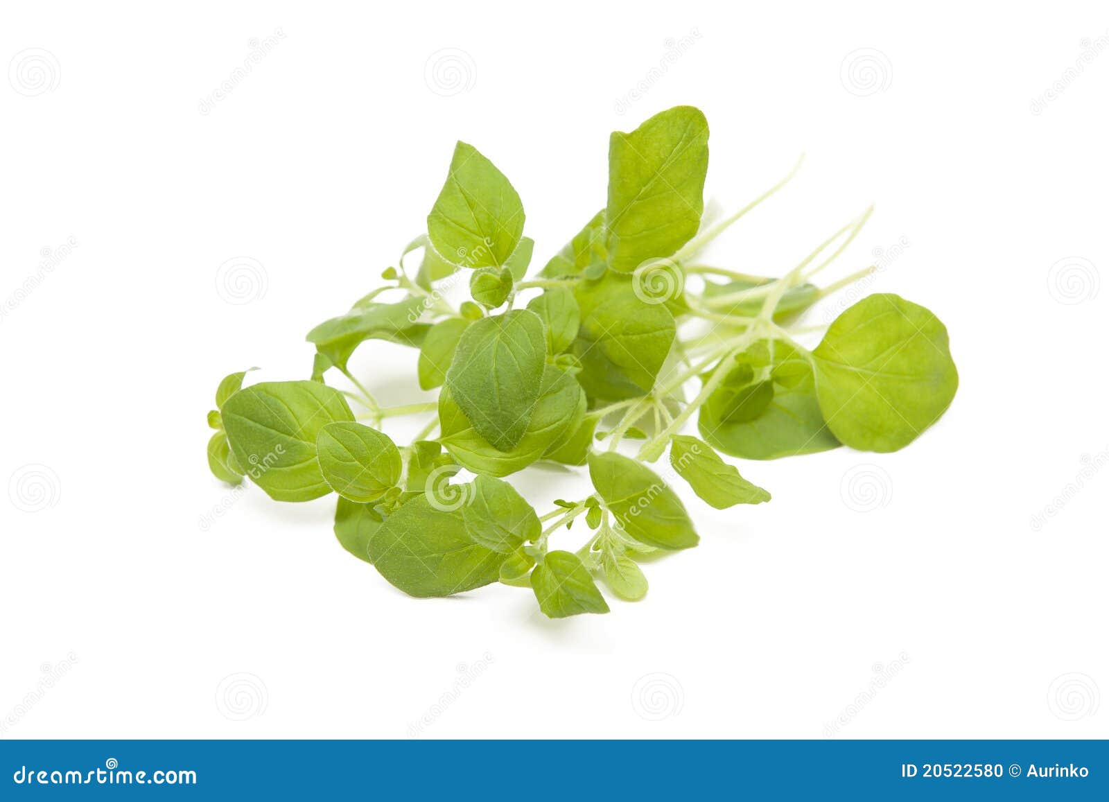 Oregano stock photo. Image of diet, macro, background 20522580
