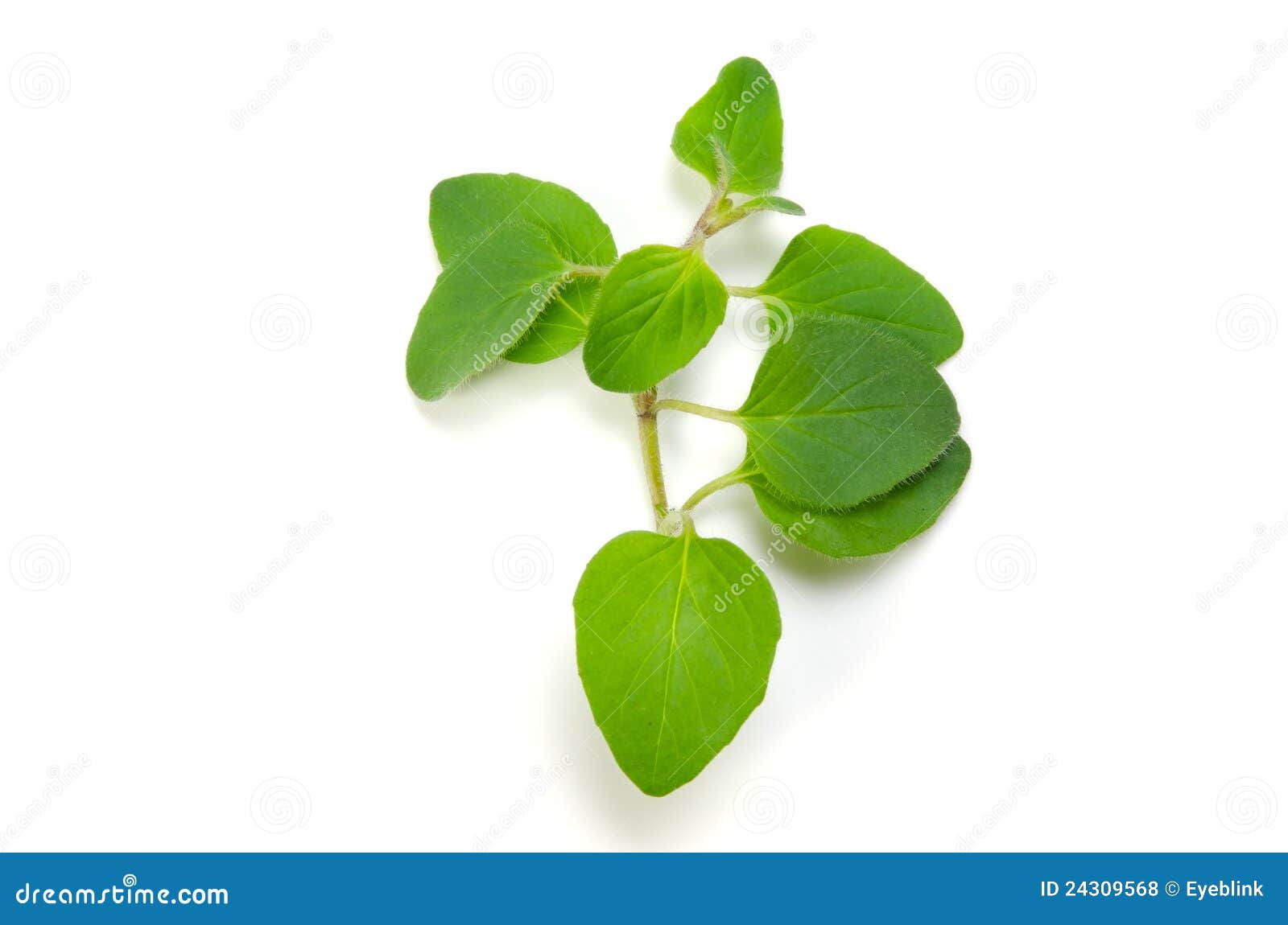 Oregano stock photo. Image of restaurant, isolated, fresh 24309568