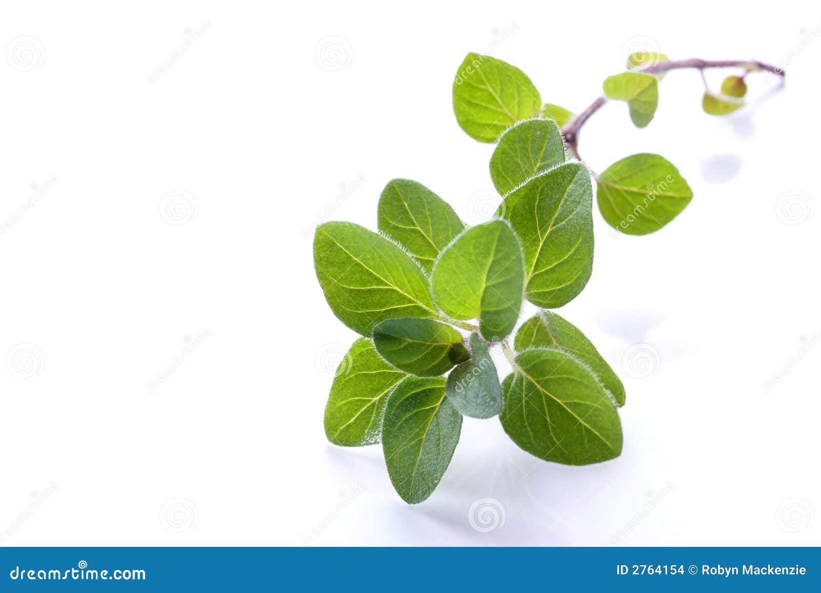 Oregano stock photo. Image of oregano, leaves, backlit 2764154