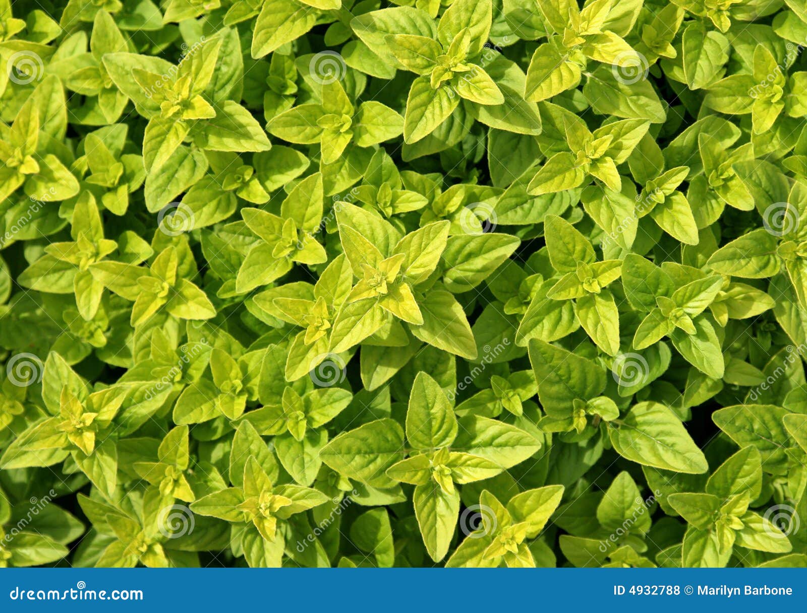 Oregano stock photo. Image of macro, backgrounds, food 4932788