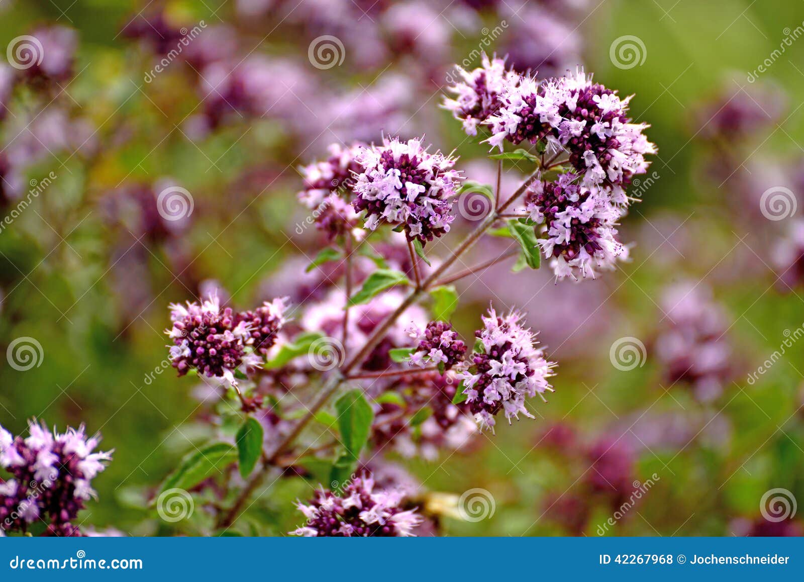 Oregano Blooming Stock Photo Image 42267968