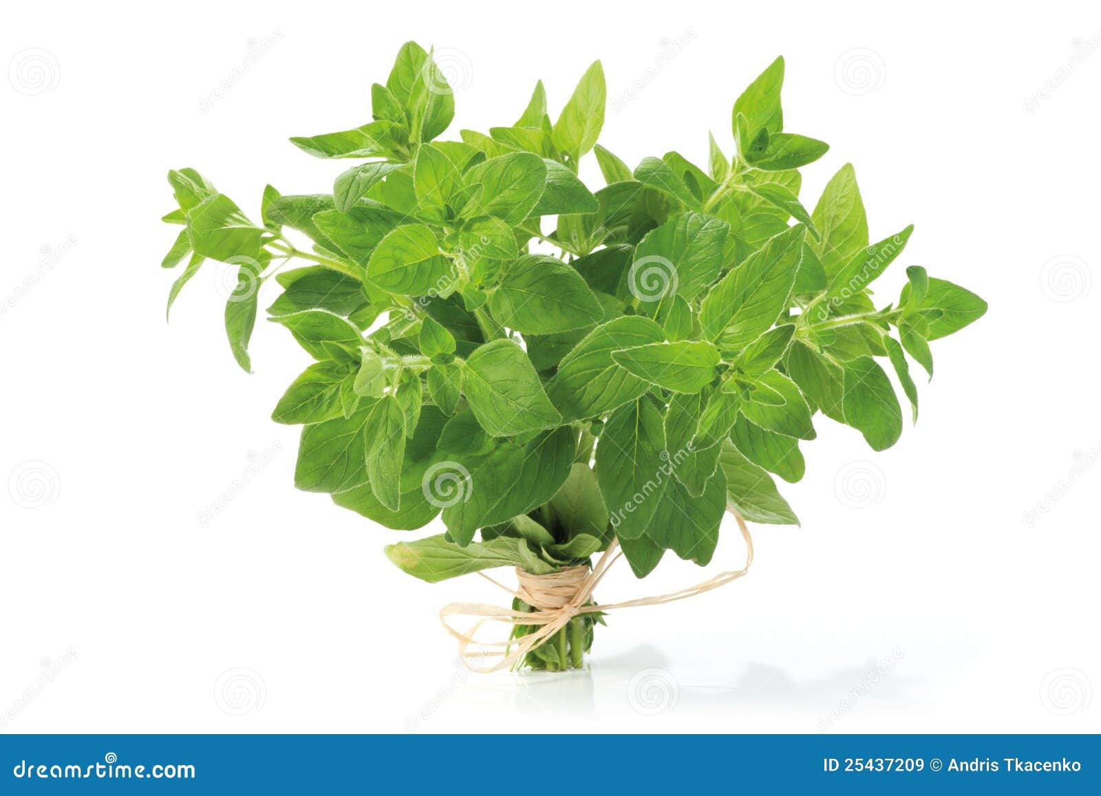 oregano bunch