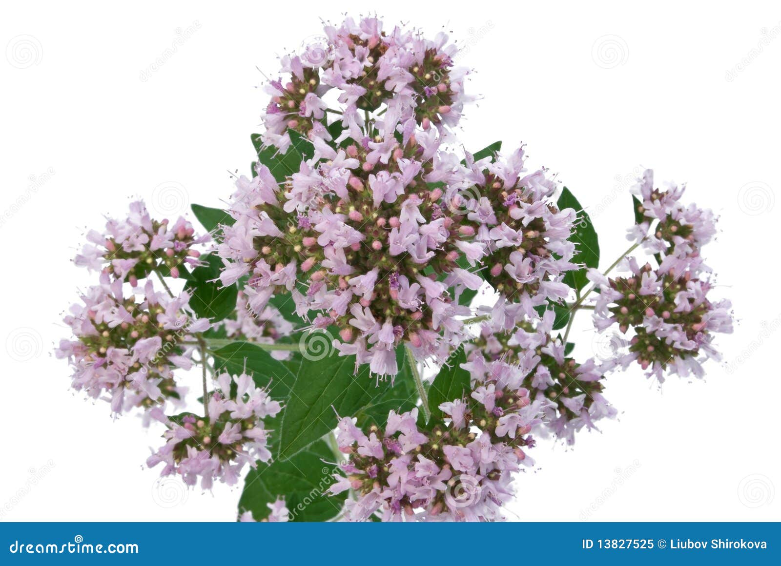 Oregano Flower Royalty Free Stock Photo Image 13827525