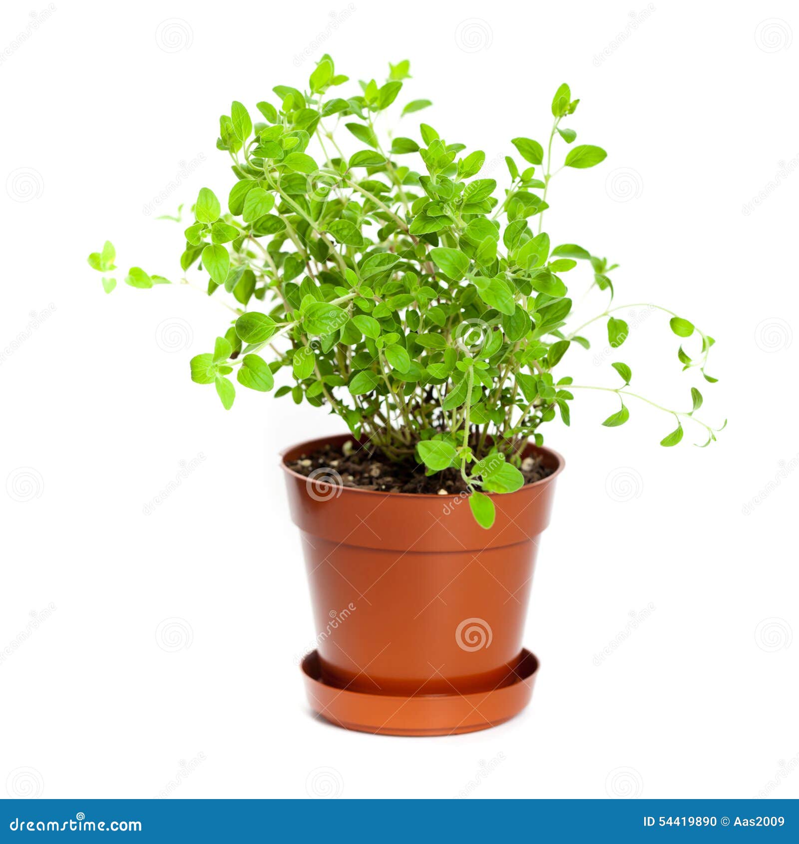 Oregano stock photo. Image of herbal, isolated, healthy 54419890