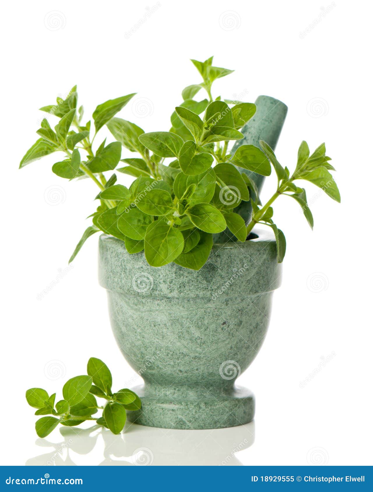 Oregano Herbs stock image. Image of bunch, green, ingredient 18929555