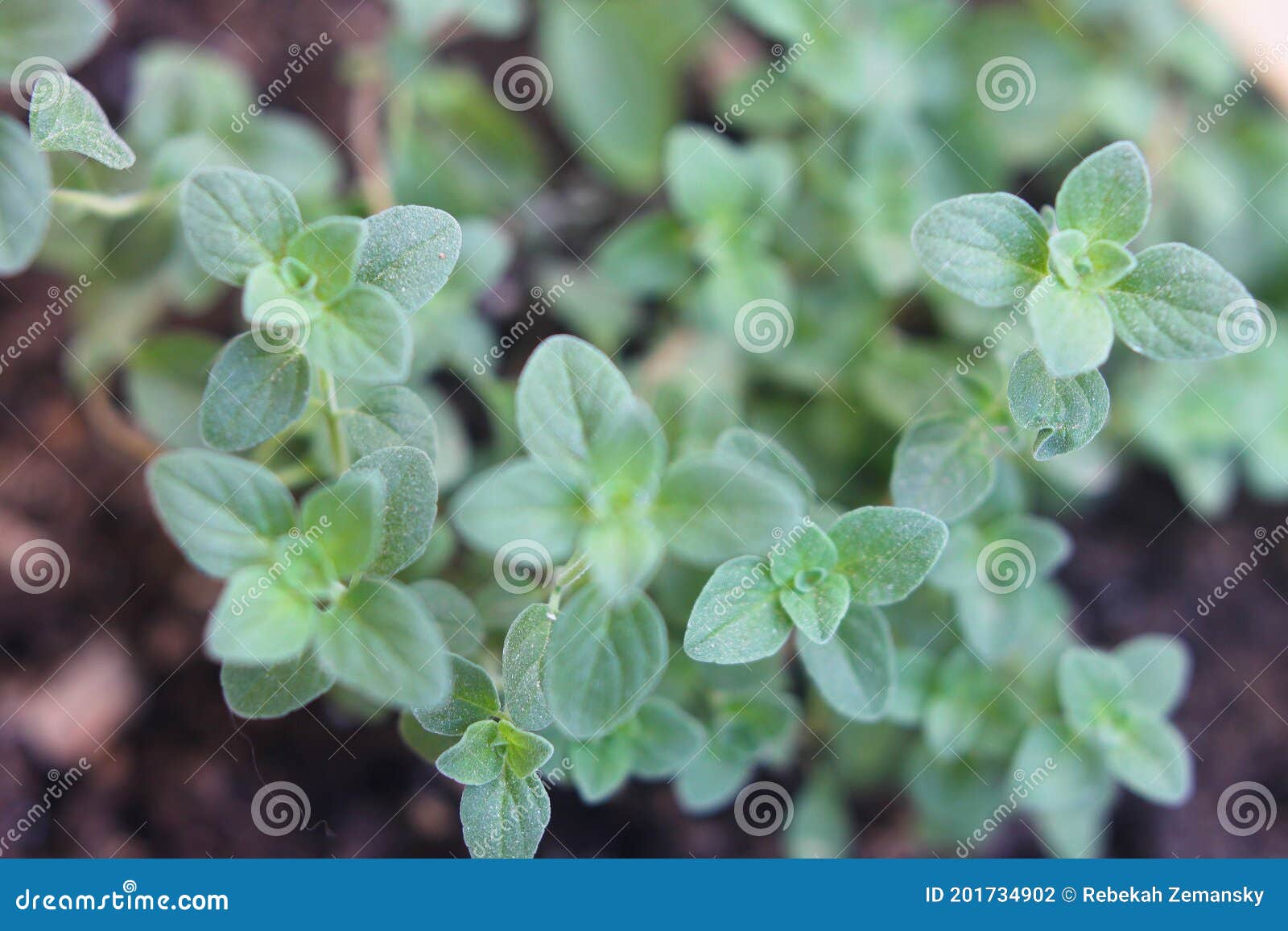 Oregano italian 1803 c stock photo. Image of drought 201734902
