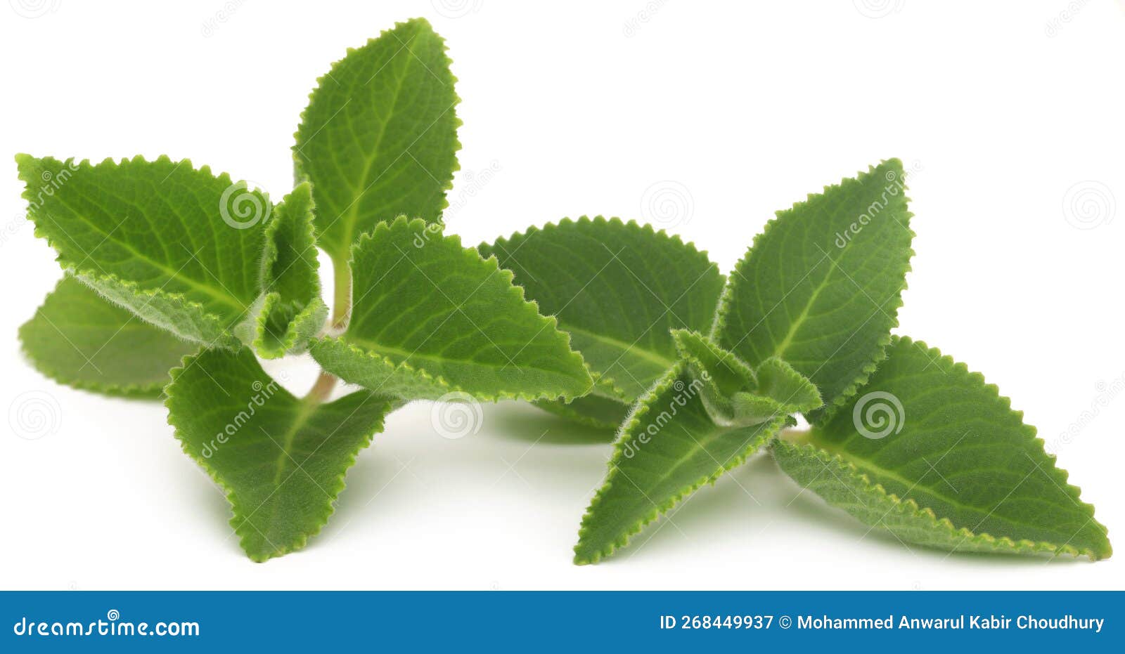 Oregano leaves stock image. Image of food, origanum 268449937
