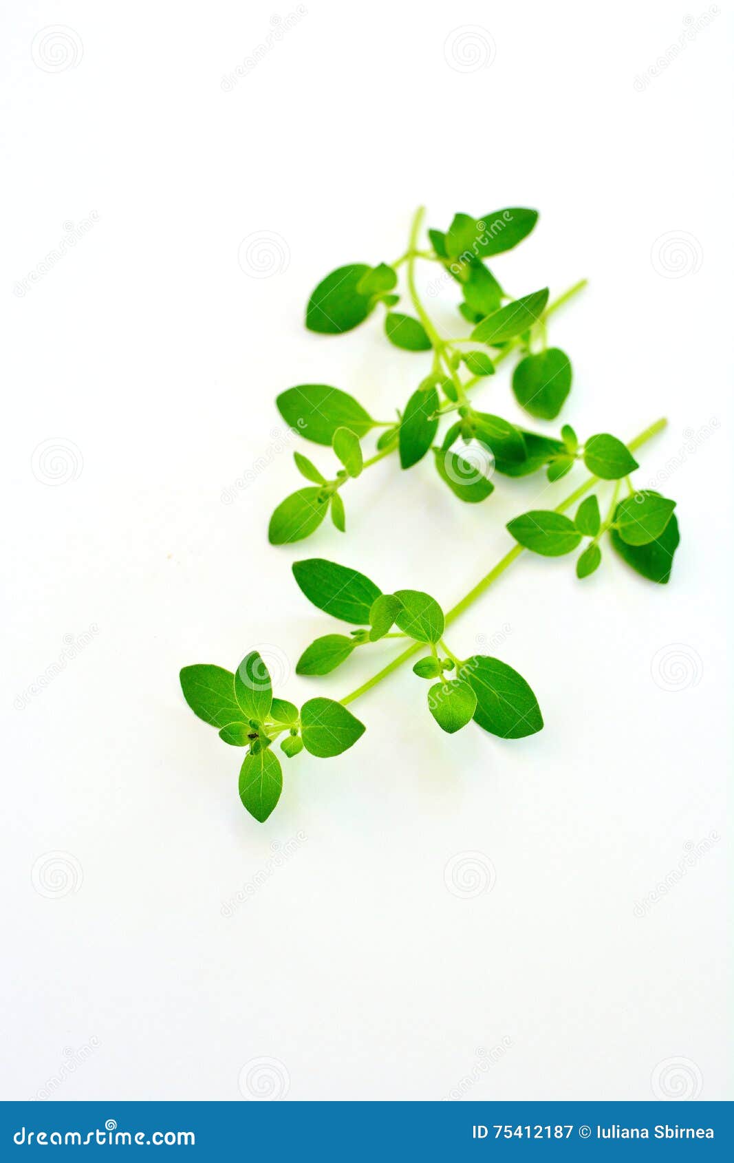 Oregano leaves stock image. Image of sweet, aromatic - 75412187