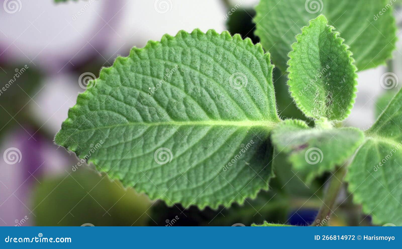 Oregano Leaves or Daun Oregano Stock Photo - Image of plant, lamiaceae ...