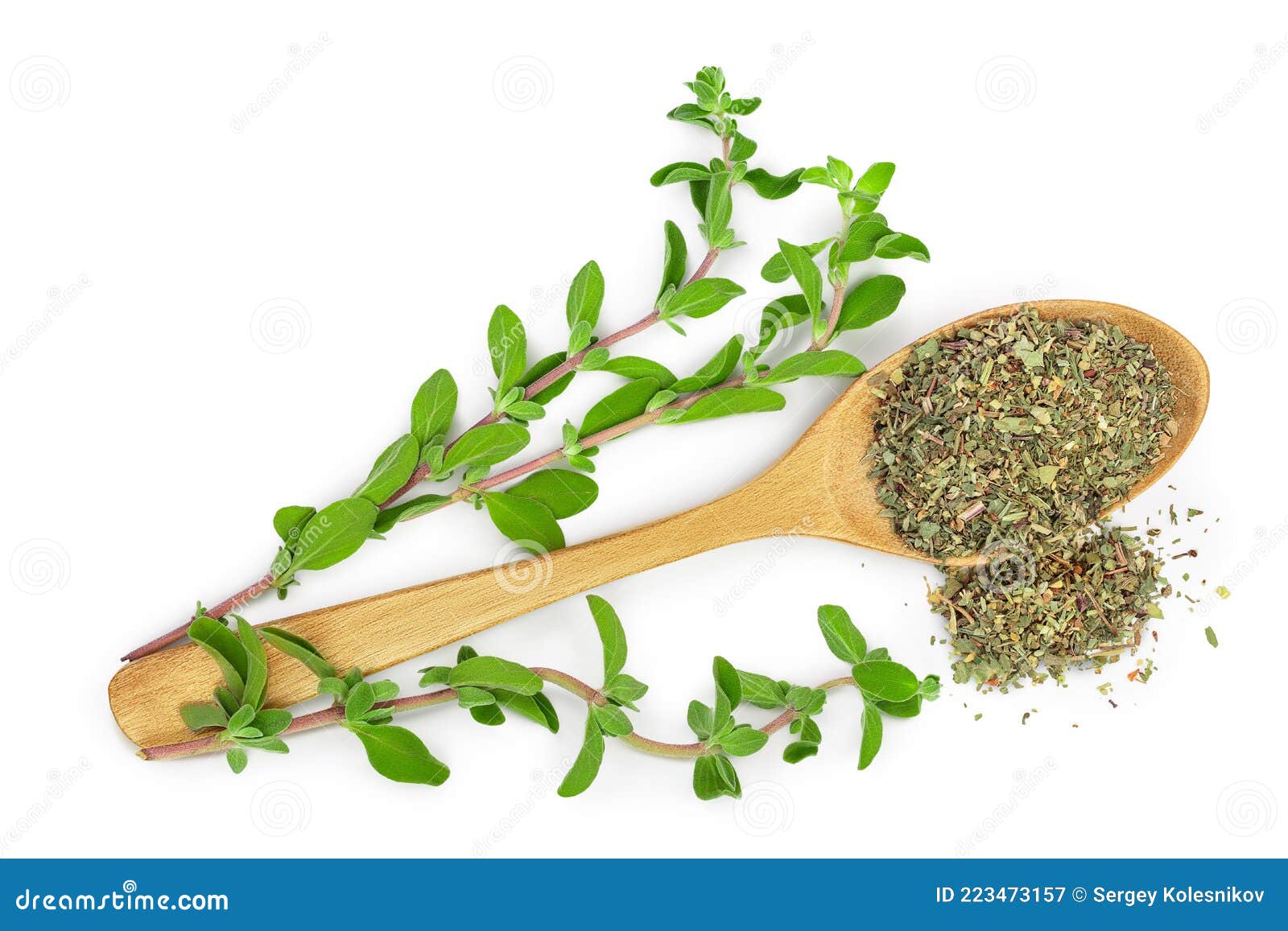 Oregano or Marjoram Leaves Fresh and Dry Isolated on White Background with Clipping Path. Top