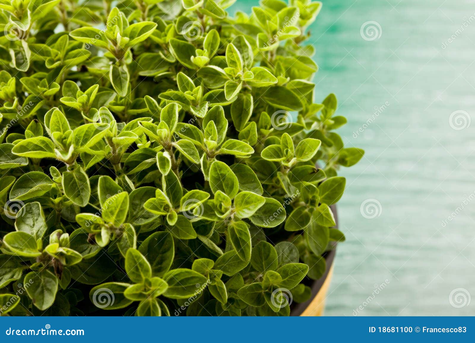 Oregano Plant stock photo. Image of vitamin, culinary 18681100