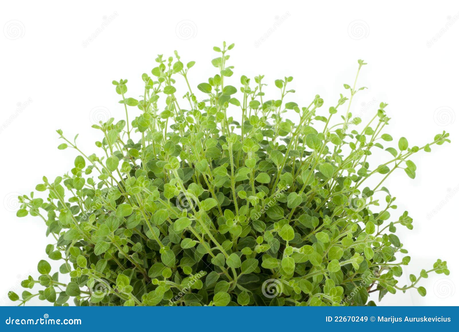 Oregano plant stock image. Image of environmental, medicinal 22670249