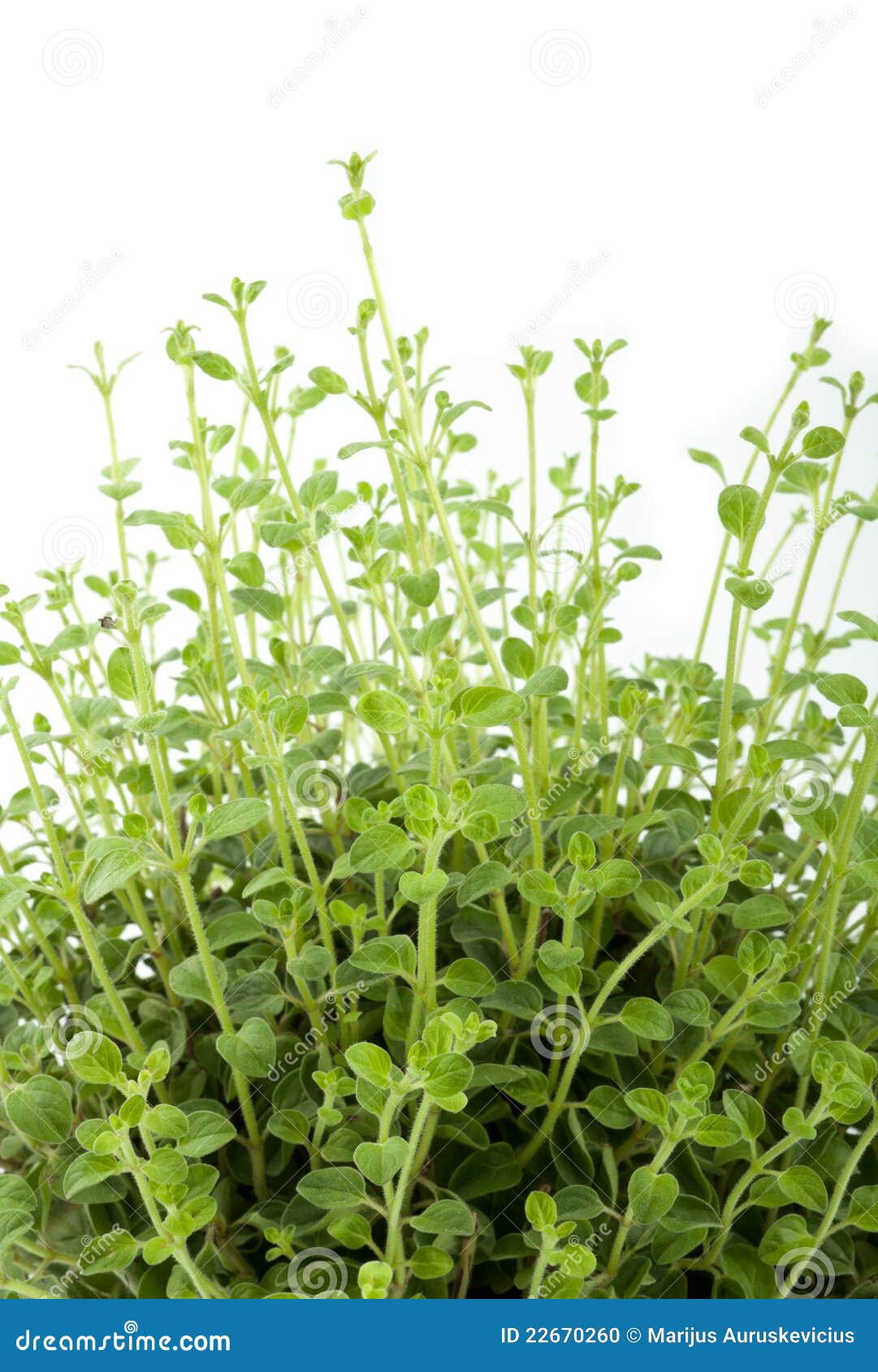 119 Oregano Stems Stock Photos Free & RoyaltyFree Stock Photos from