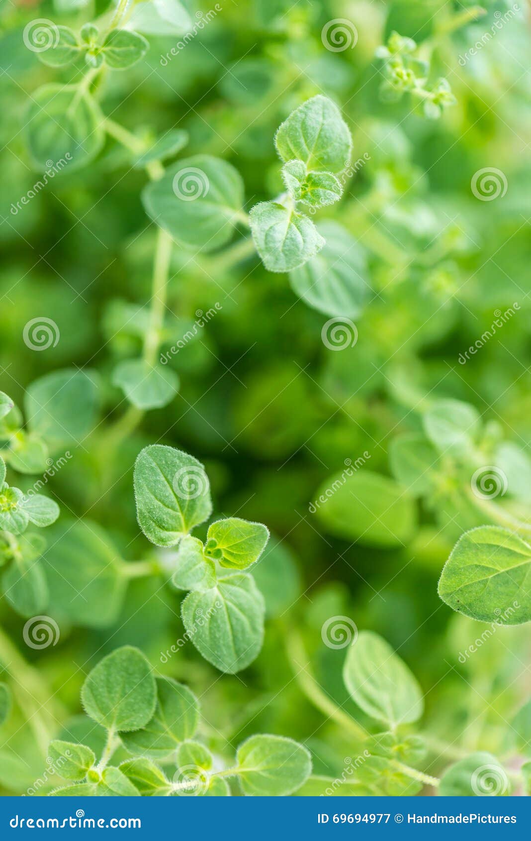 Oregano Plant (closeup Shot) Stock Image Image of healthy, fresh