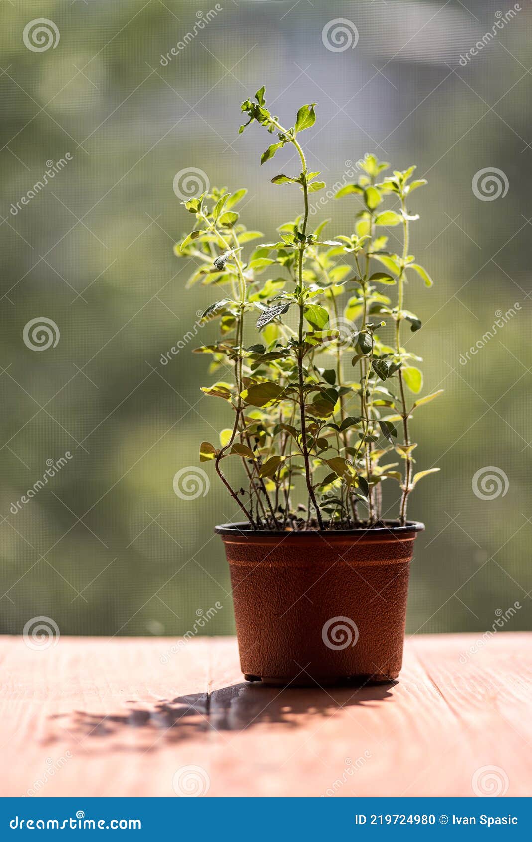 Oregano plant growing stock photo. Image of green, cooking 219724980