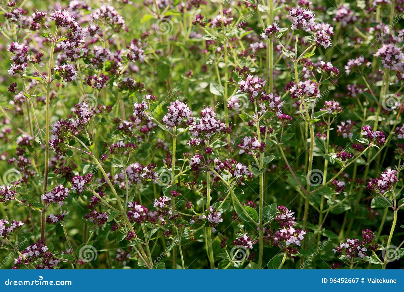 Oregano: spice and herb. stock image. Image of grass - 96452667