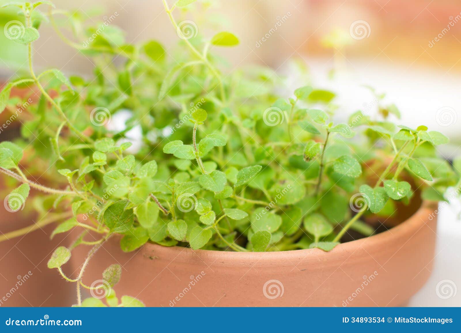 Oregano spice plant stock photo. Image of ingredient 34893534