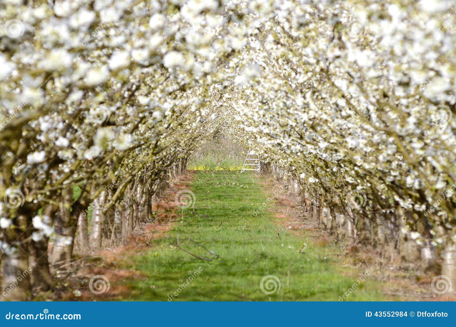 Oregon Cherries stock photo. Image of bloom, fruit, time 43552984