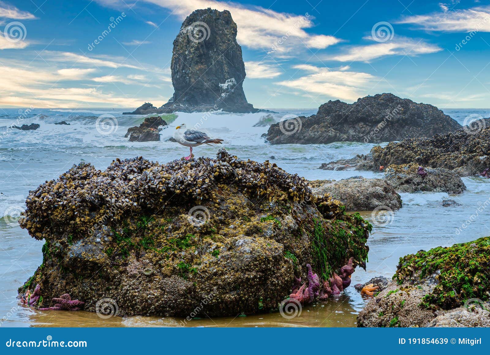 Oregon Coastline at Tide Pools and Rock Monoliths at Cannon Beach Stock