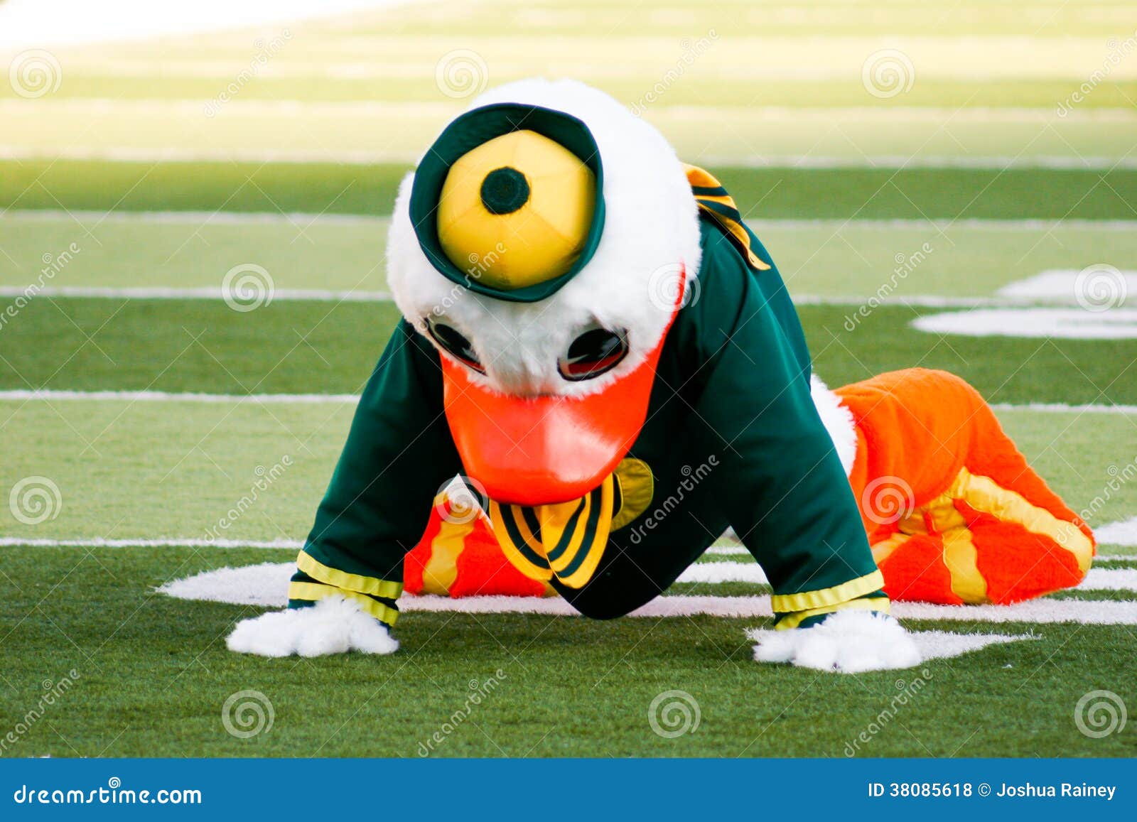 Oregon Ducks Mascot Puddles at Autzen Stadium Editorial Stock Photo - Image  of puddles, university: 38085618, image size:1600x1157