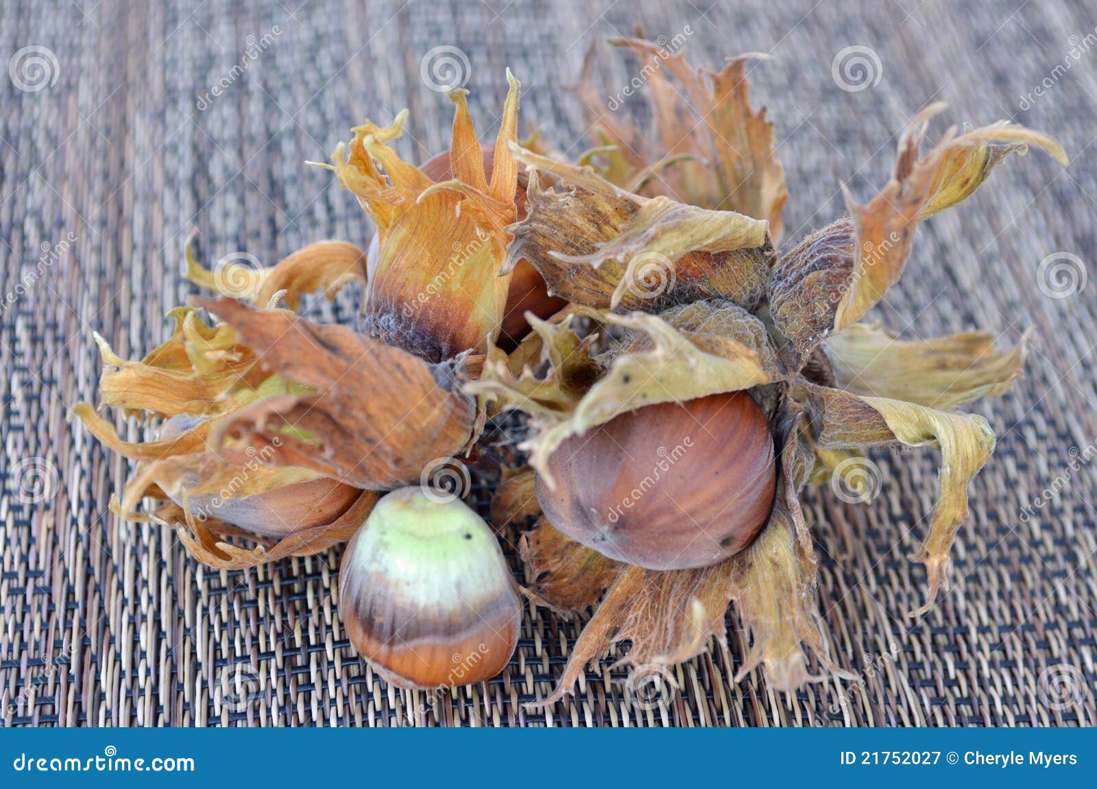 Oregon filbert (hazelnut) stock image. Image of close 21752027