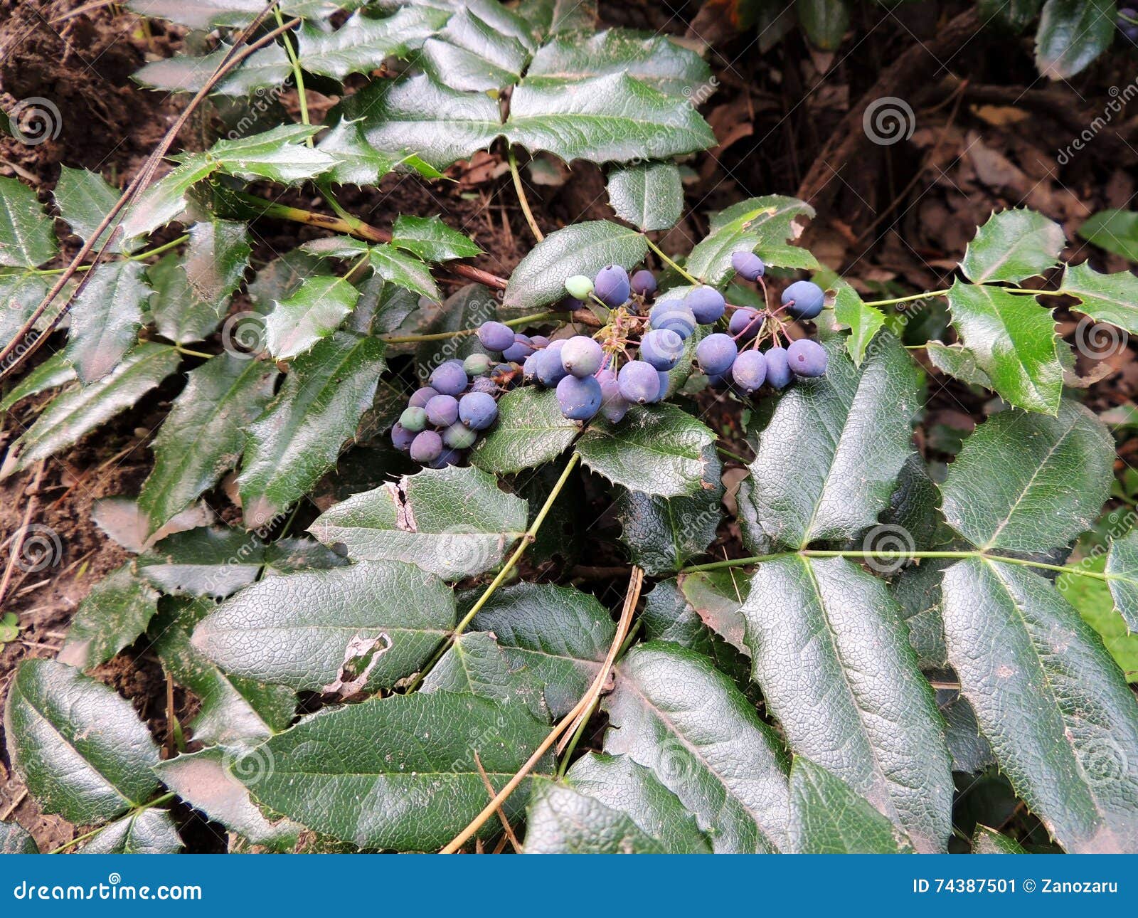 Oregon Grape, Mahonia Aquifolia, with Blue Berries Stock Image Image