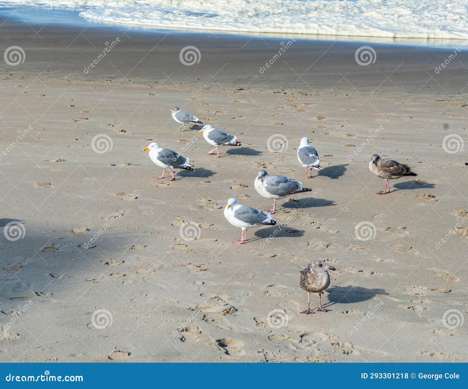 oregon lincoln city birds 2