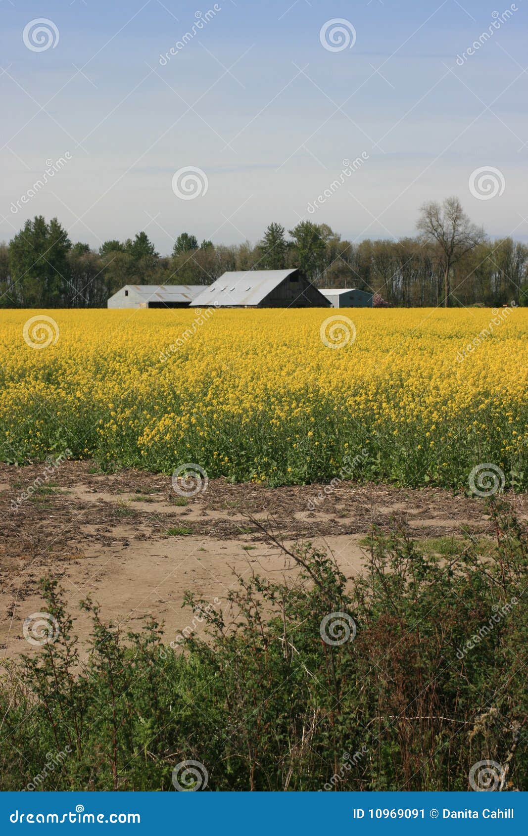 Oregon Mustard Field and Farm Stock Image Image of farmer, yellow