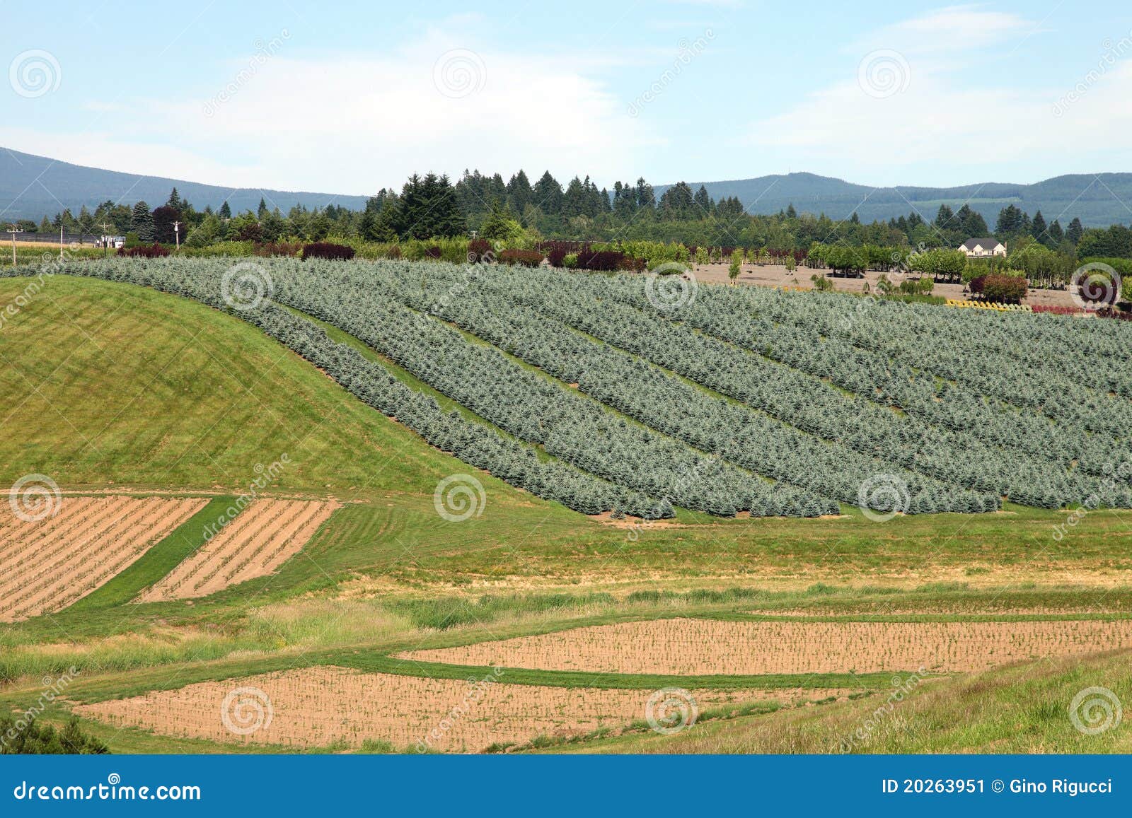 Oregon Nurseries and Seedling Plants Stock Image Image of oregon, north 20263951