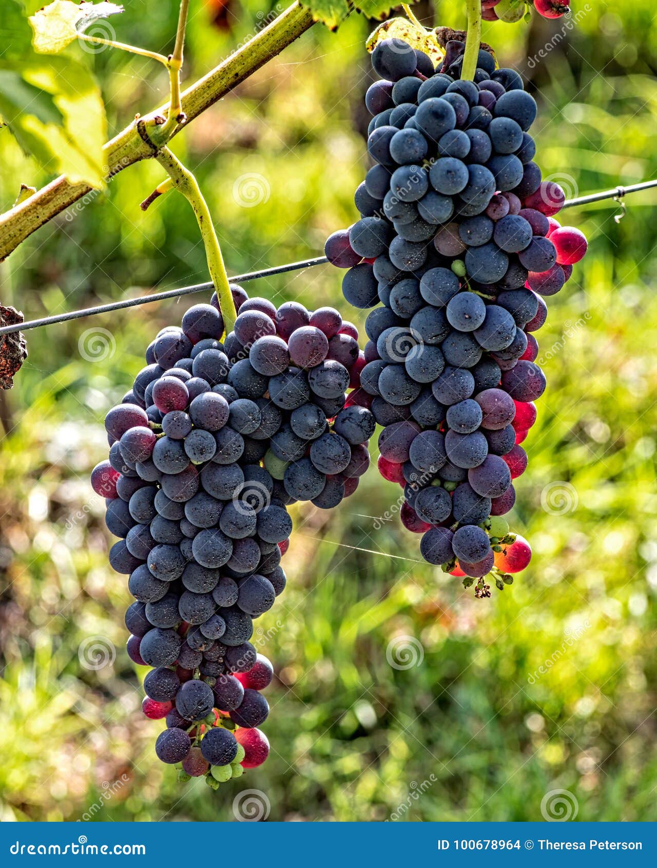 Oregon Pinot Grapes stock photo. Image of ripe, harvest 100678964
